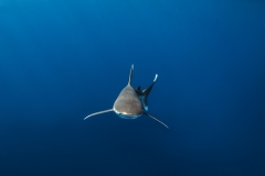 Shark Week 2012 Ägypten-20