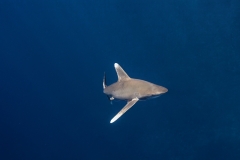 Shark Week 2012 Ägypten-40