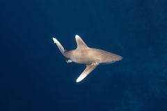 Shark Week 2012 Ägypten-43