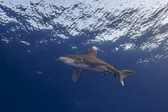 Shark Week 2012 Ägypten-54