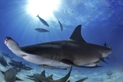 Bimini-Bahamas 2015 Originaldateiname3-100