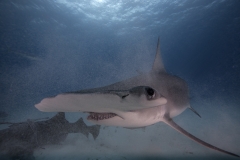Bimini-Bahamas 2015 Originaldateiname3-107