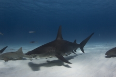 Bimini-Bahamas 2015 Originaldateiname3-114
