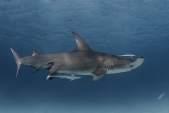 Bimini-Bahamas 2015 Originaldateiname3-121