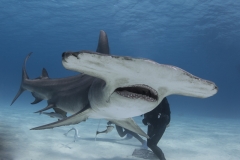 Bimini-Bahamas 2015 Originaldateiname3-127