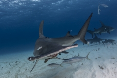 Bimini-Bahamas 2015 Originaldateiname3-29