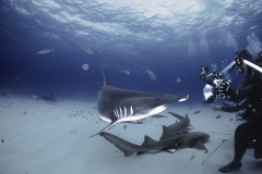 Bimini-Bahamas 2015 Originaldateiname3-3