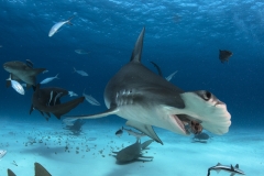 Bimini-Bahamas 2015 Originaldateiname3-40