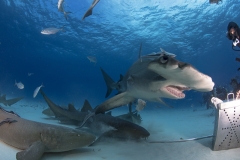 Bimini-Bahamas 2015 Originaldateiname3-59
