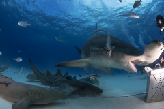 Bimini-Bahamas 2015 Originaldateiname3-60