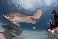 Bimini-Bahamas 2015 Originaldateiname3-75