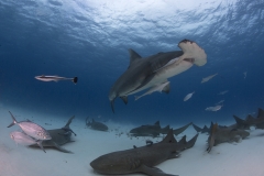 Bimini-Bahamas 2015 Originaldateiname3-87