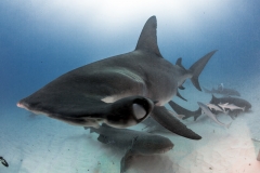 Bimini-Bahamas 2015 Originaldateiname3-89