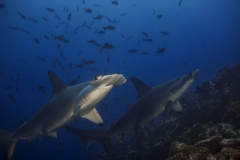 Cocos Island Costa Rica 2013-18