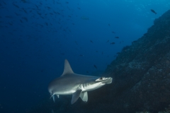 Cocos Island Costa Rica 2013-22