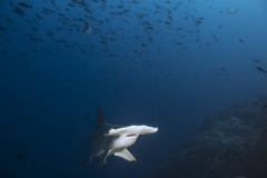 Cocos Island Costa Rica 2013-23