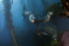Seehunde-Kelp-©H.Futterknecht