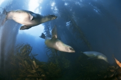 Seehunde-Kelp-I-©H.Futterknecht