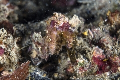 Lembeh Strait 20156K6B2025