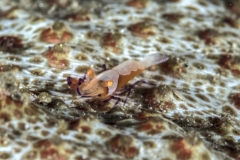 Lembeh Strait 20156K6B2043