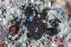 Lembeh Strait 20156K6B2087