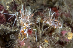 Lembeh Strait 20156K6B2101