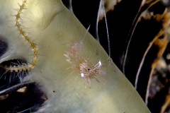 Lembeh Strait 20156K6B2181