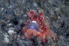 Lembeh Strait 20156K6B2220