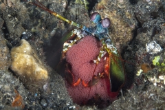 Lembeh Strait 20156K6B2262