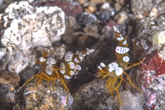 Lembeh Strait 20156K6B2268