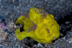 Lembeh Strait 20156K6B2294