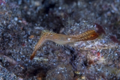 Lembeh Strait 20156K6B2295