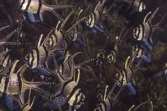 Lembeh Strait 20156K6B2300