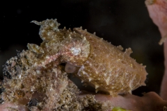 Lembeh Strait 20156K6B2356