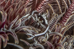 Lembeh Strait 20156K6B2370