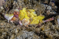 Lembeh Strait 20156K6B2379