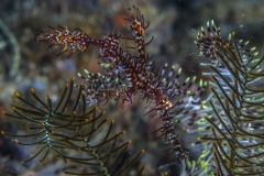 Lembeh Strait 20156K6B2392