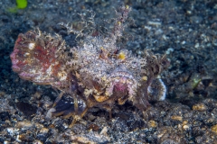 Lembeh Strait 20156K6B2406