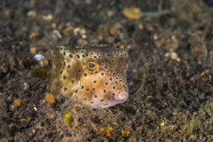 Lembeh Strait 20156K6B2426