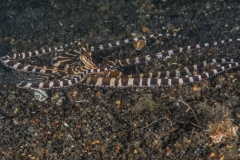 Lembeh Strait 20156K6B2442