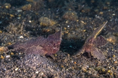 Lembeh Strait 20156K6B2475