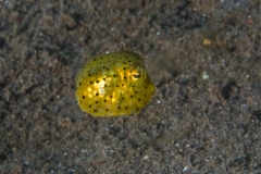 Lembeh Strait 20156K6B2483