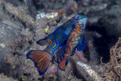 Lembeh Strait 20156K6B2566