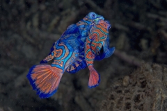 Lembeh Strait 20156K6B2574