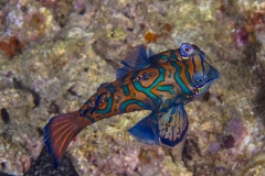 Lembeh Strait 20156K6B2591