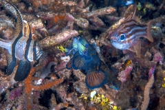 Lembeh Strait 20156K6B2596