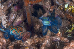 Lembeh Strait 20156K6B2601