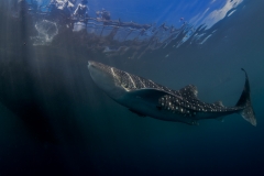 Lembeh Strait 20156K6B2651