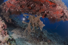 Lembeh Strait 20156K6B3609