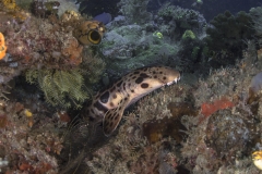 Lembeh Strait 20156K6B3949